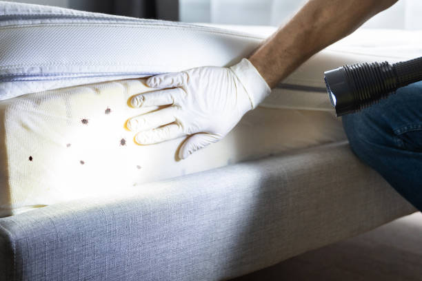 Best Ant Control Services  in Gwinn, MI