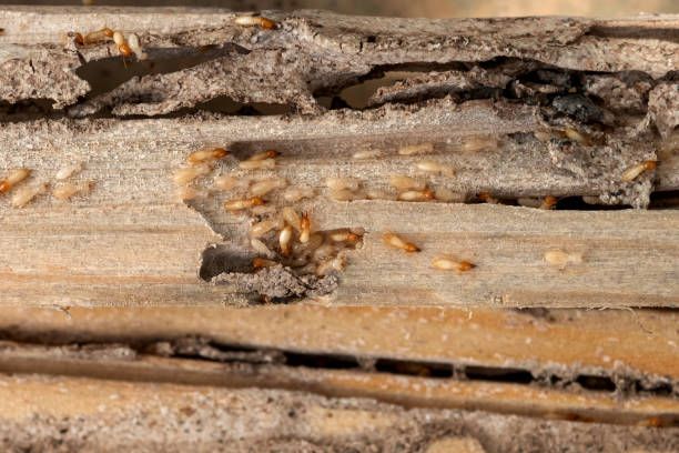 Best Pest Removal Services  in Gwinn, MI
